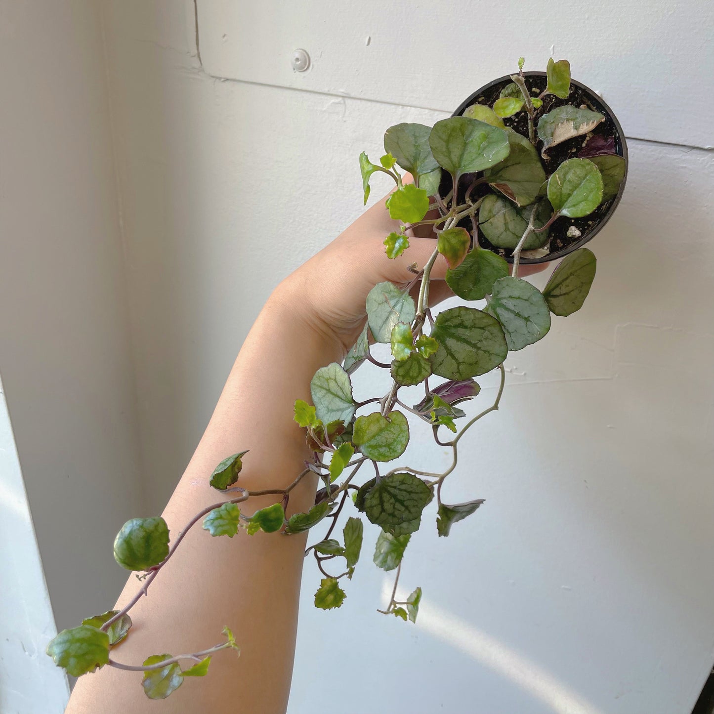 3.5" German Ivy/Cape Ivy (Delairea odorata)