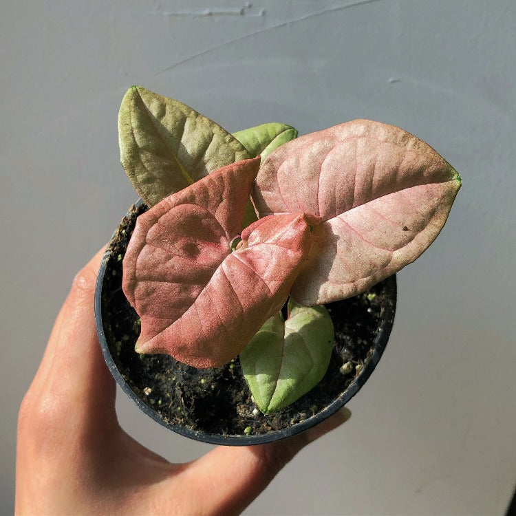 3.5" Syngonium 'Mango Allusion'