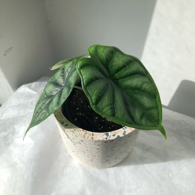 3.5" Alocasia 'Dragon Scale'