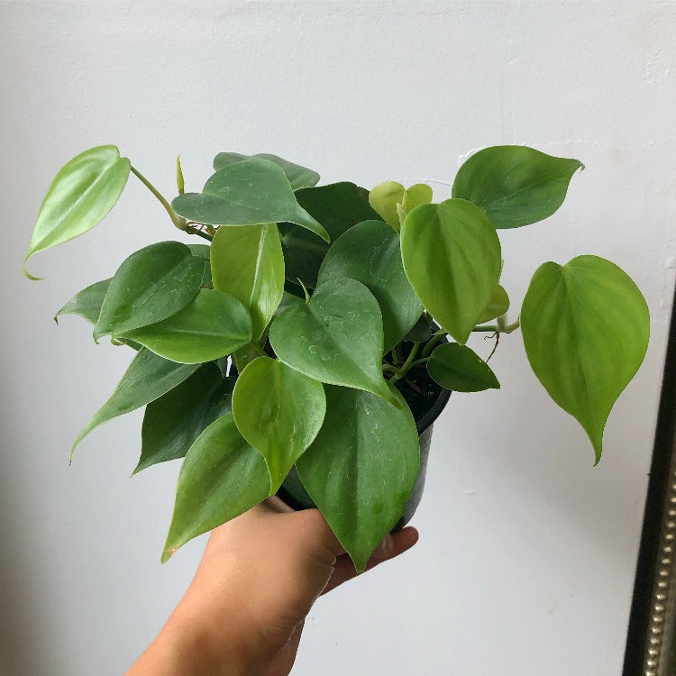 3.5”/4"/6” Philodendron Hederaceum (Heart-leaf philodendron)
