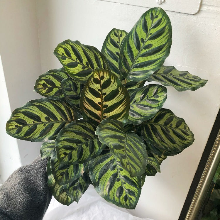 6" Calathea Makoyana