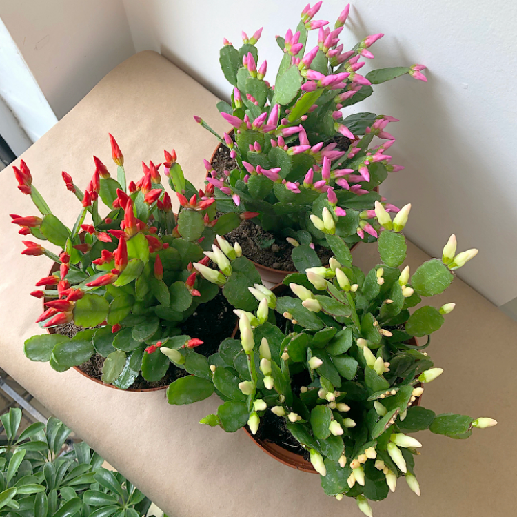 6" Spring Cactus