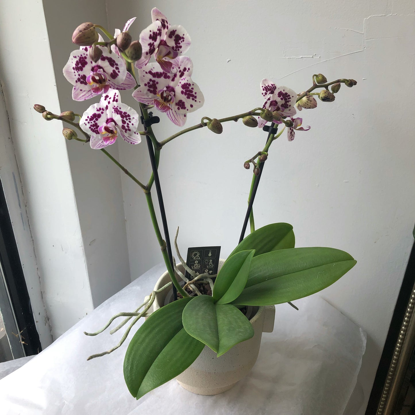 Orchid - Phalaenopsis 3.5”/5”