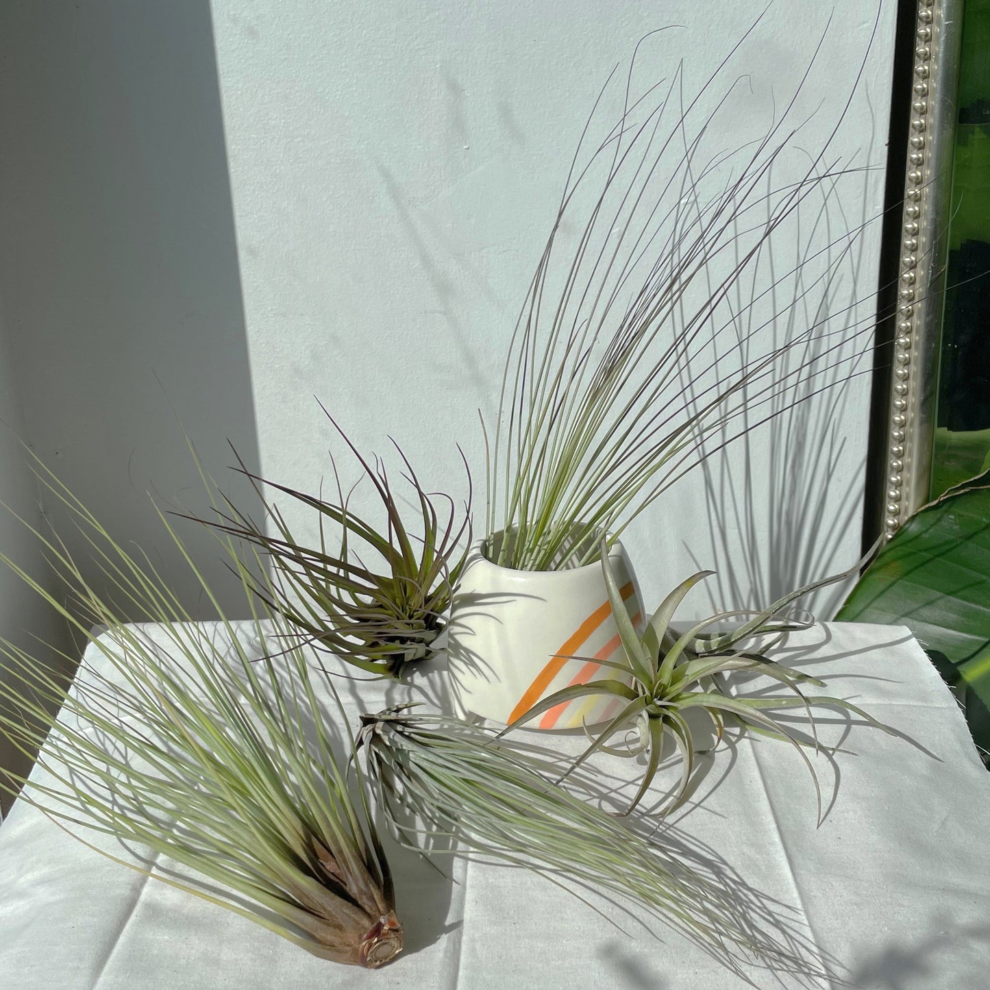 Air Plants (Tillandsia)