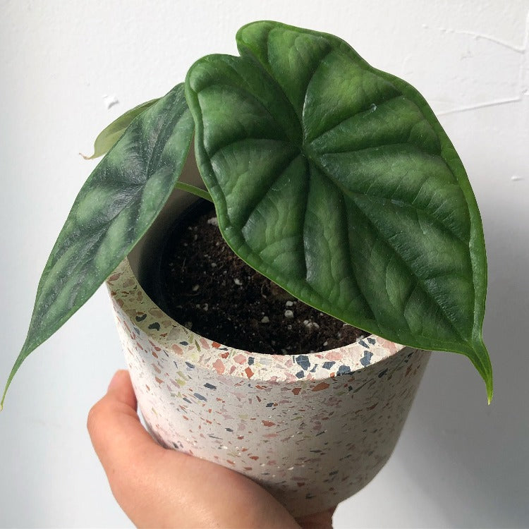 3.5" Alocasia 'Dragon Scale'