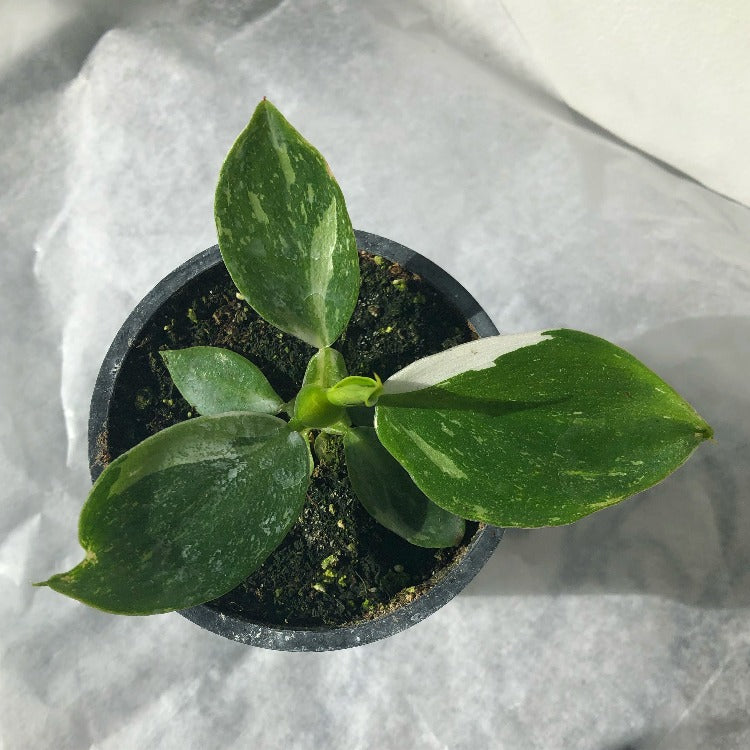 3.5" Philodendron 'White Wizard' *RARE*