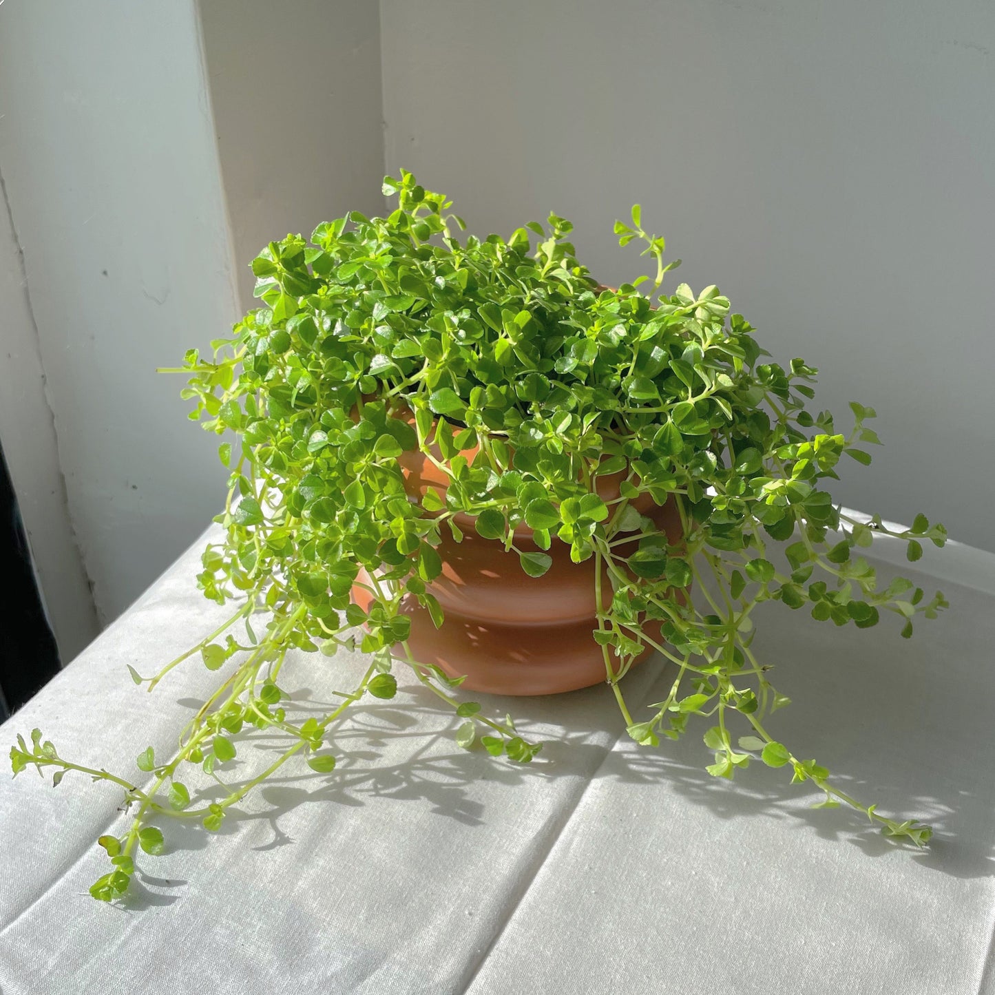 3.5" Pilea Depressa