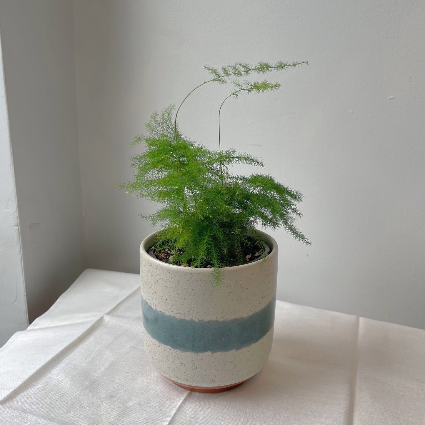 4.5" Mateo pot