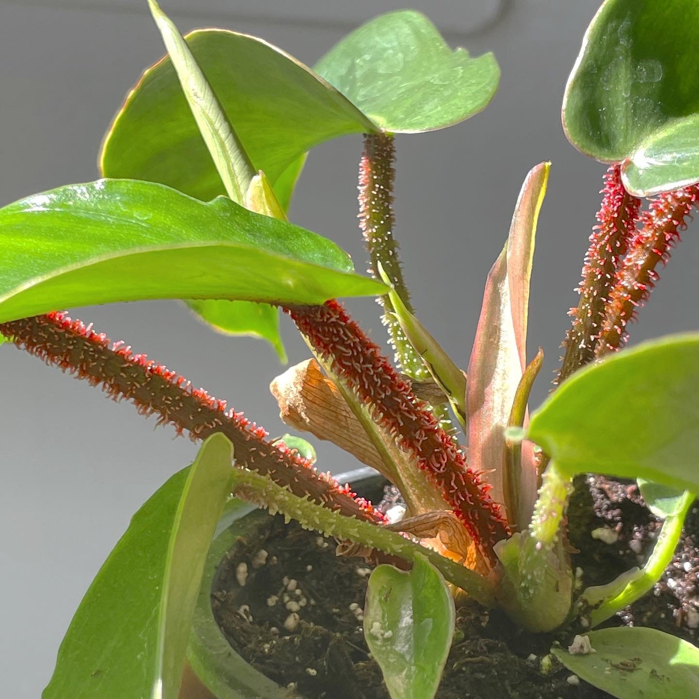 3.5" Philodendron squamiferum
