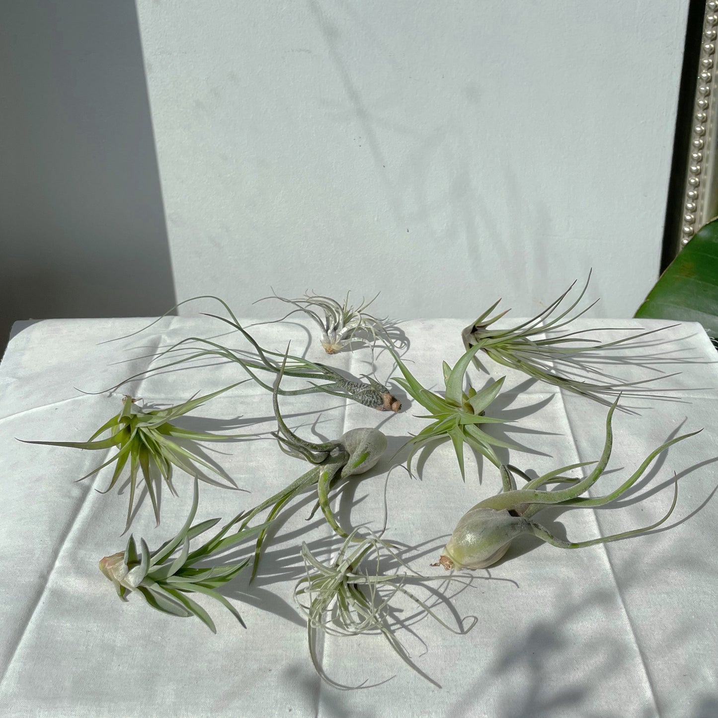 Air Plants (Tillandsia)