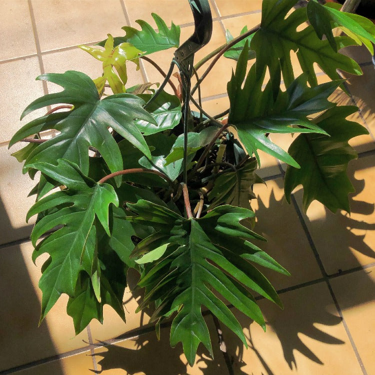 philodendron tahiti mayoi 8” Philodendron 'Tahiti' Hanging Basket – In Bloom Flower Shop