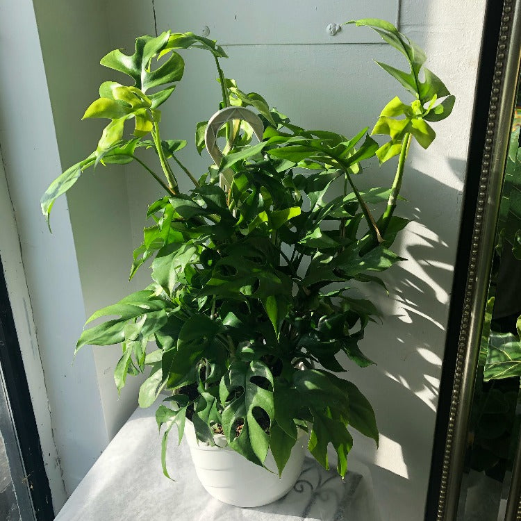 8" Raphidophora Tetrasperma Hanging Basket