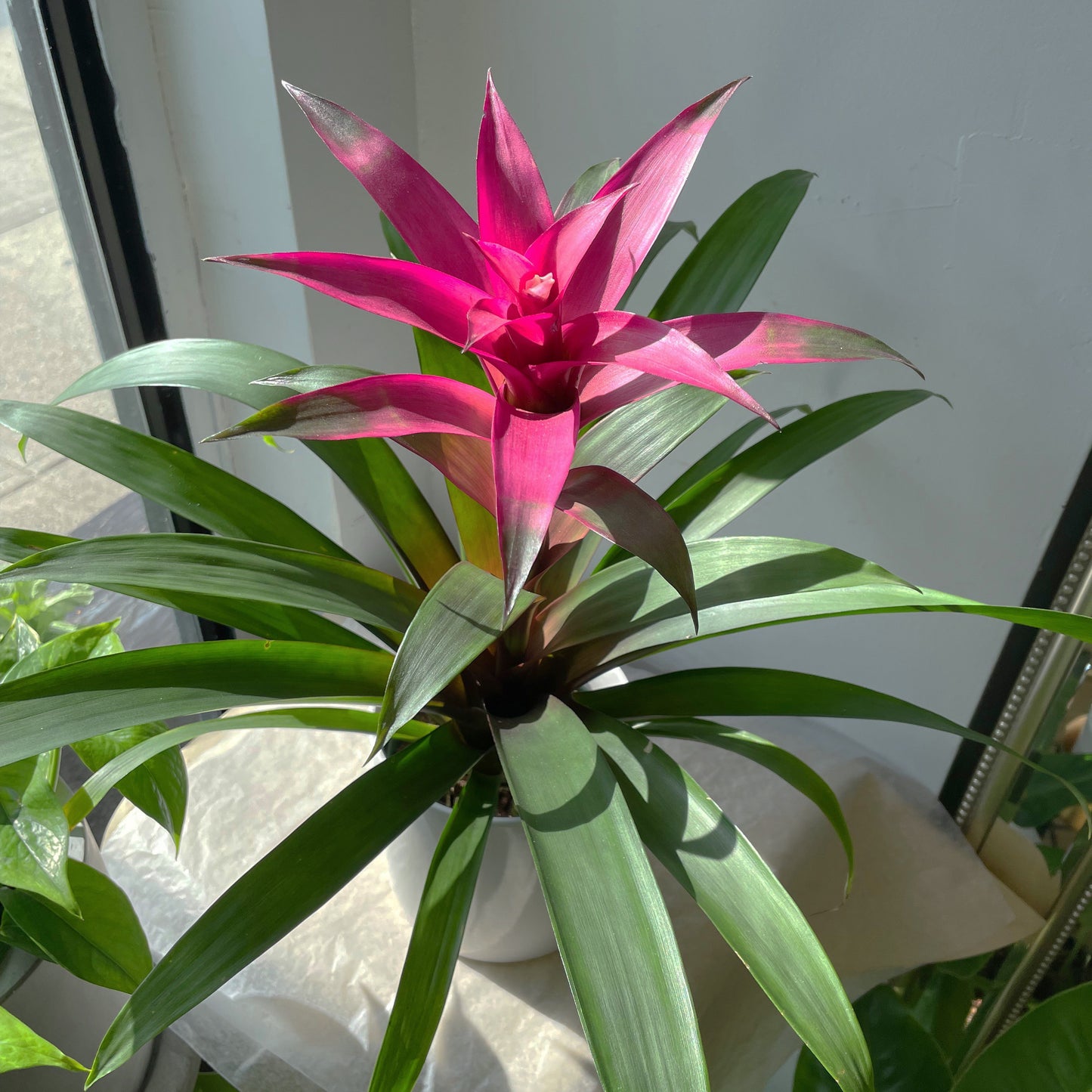6" Guzmania