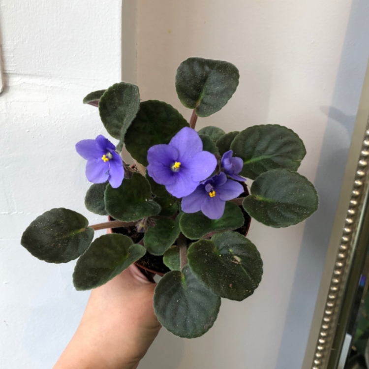 4" African Violet
