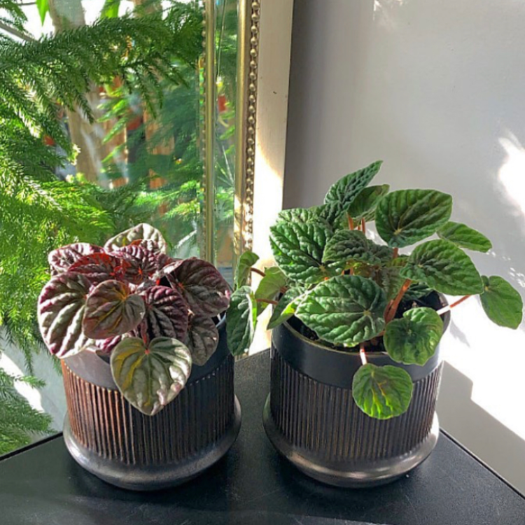 3.5" Peperomia Caperata