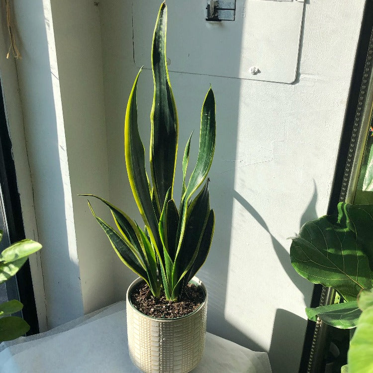 6" Sansevieria 'Black Gold'