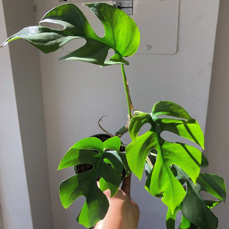 3.5” Raphidophora Tetrasperma