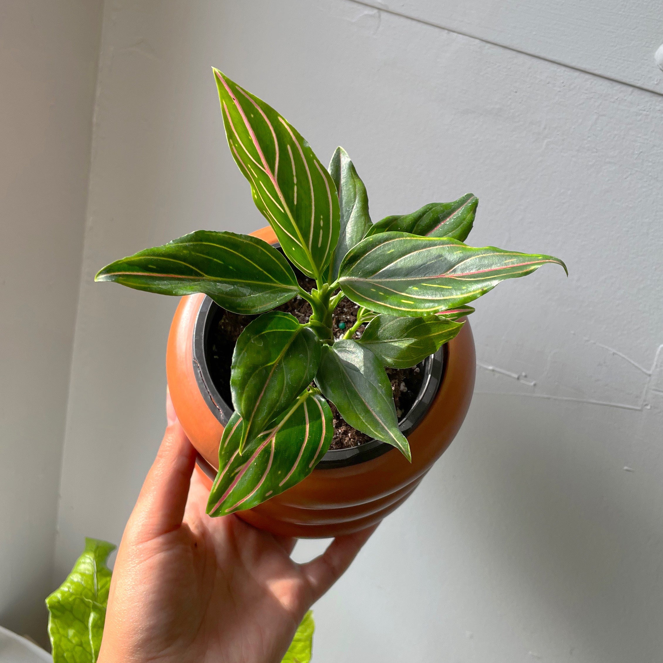 aglaonema pink stripe 4" Aglaonema 'Pink Stripe' – In Bloom Flower Shop