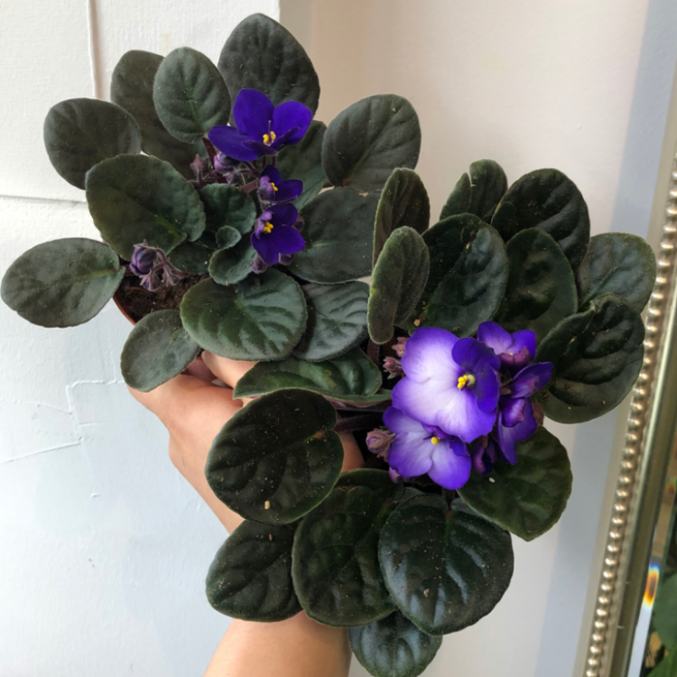 4" African Violet