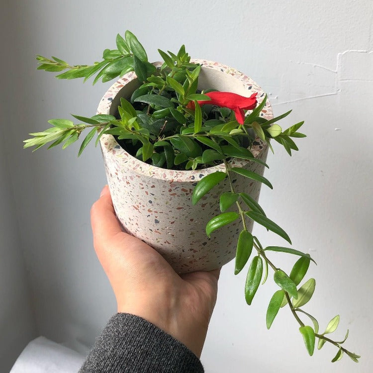 3.5" Lipstick Plant - Aeschynanthus Japhrolepis