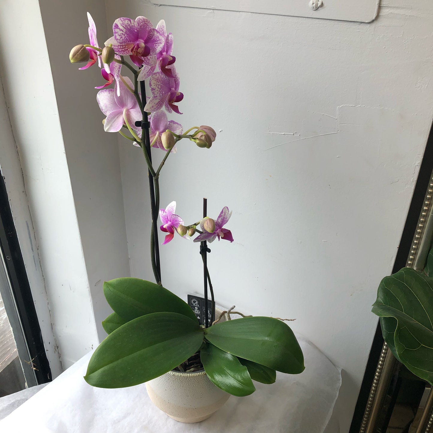 Orchid - Phalaenopsis 3.5”/5”