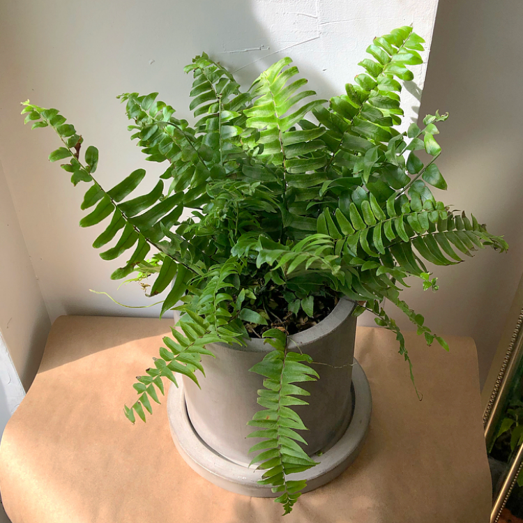 7" Marta Pot
