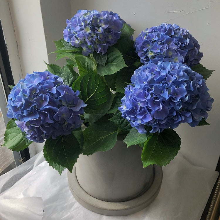 Potted Hydrangea