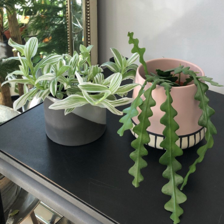 5" Pixie Pot