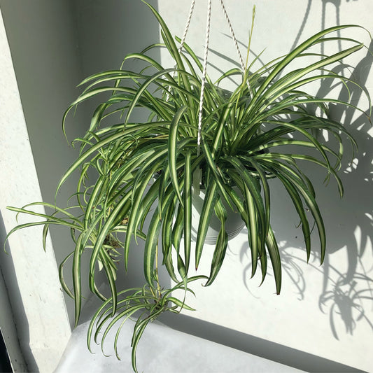 6"/8” Spider Plant Hanging Basket
