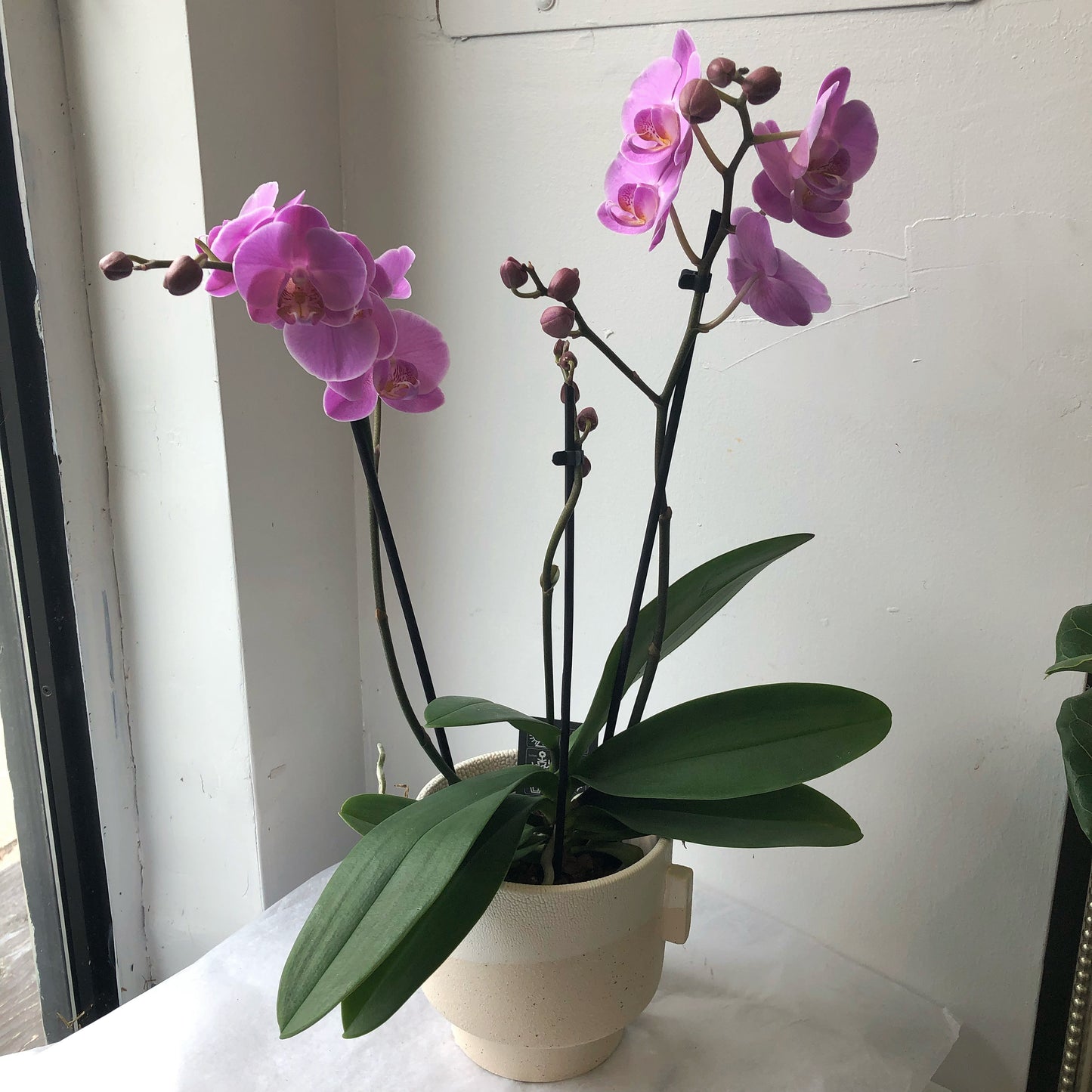 Orchid - Phalaenopsis 3.5”/5”