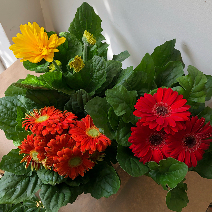 4" Potted Gerbera Daisies