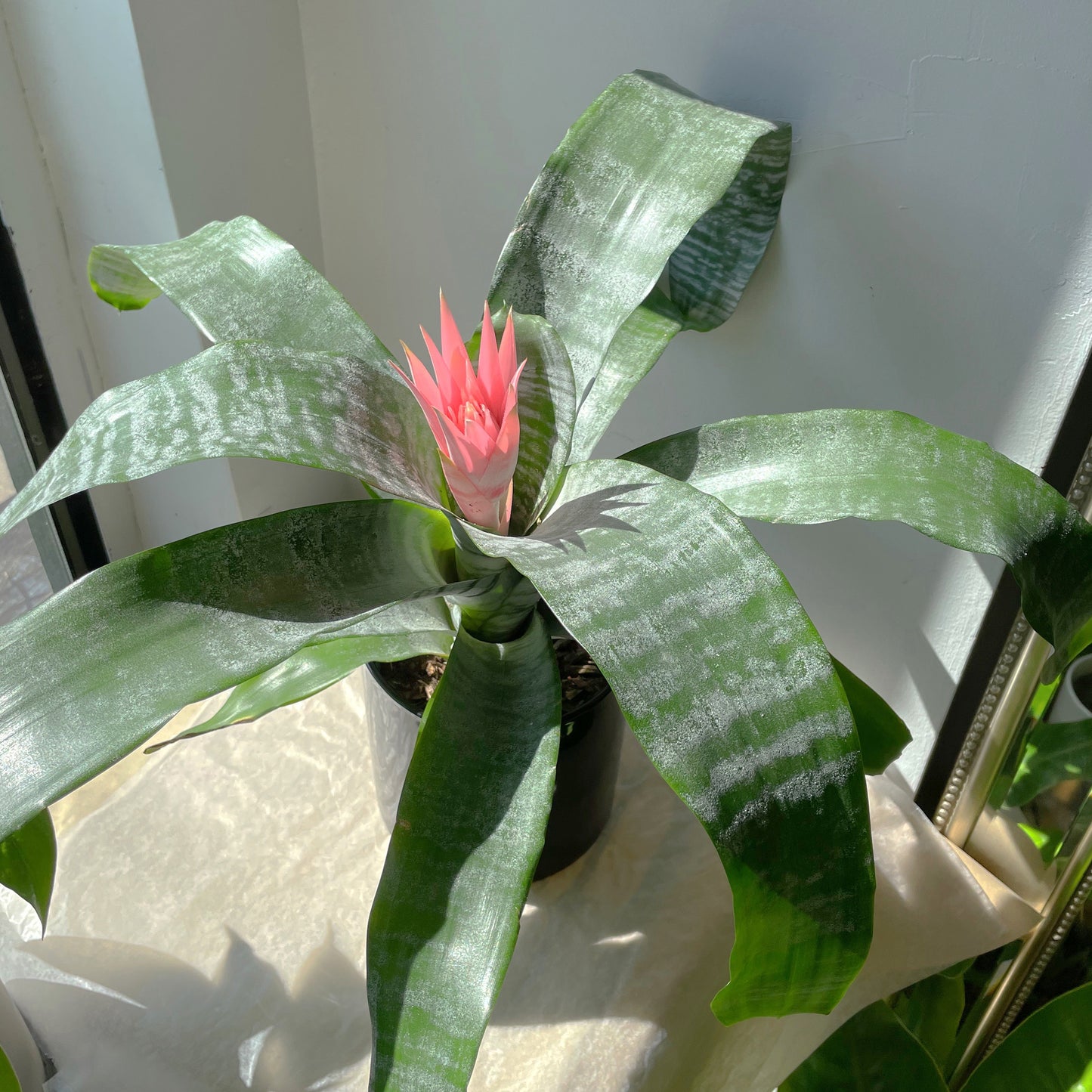 6" Neoregelia
