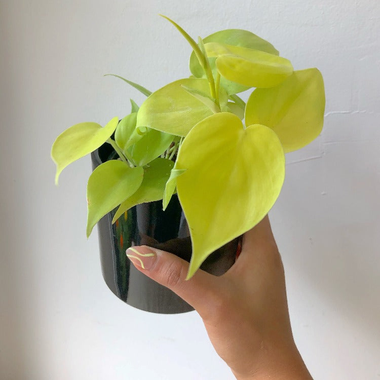 philodendron hederaceum neon 3.5”/6”/8” Neon Philodendron Hederaceum (Heart-leaf philodendron)