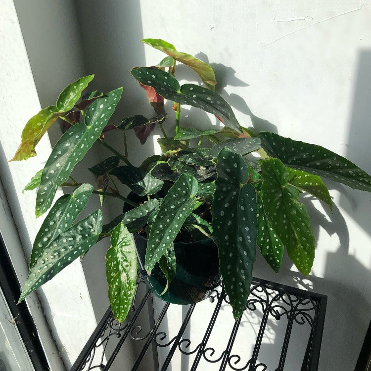 4"/6" Begonia Maculata