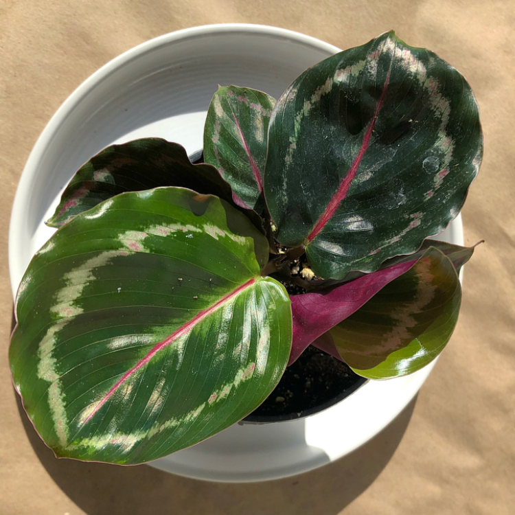 An array of gorgeous calatheas and ctenanthes. Part of the Marantaceae (prayer plant) family, these plants have striking leaves, often with bold patterns and maroon undersides. Ctenanthe burle-marxii Calathea roseopicta 'Dottie' Calathea roseopicta 'Green Goddess' Calathea rufibarba Calathea concinna 'Freddie'