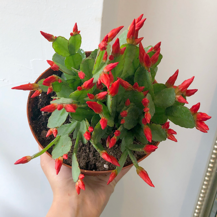 6" Spring Cactus