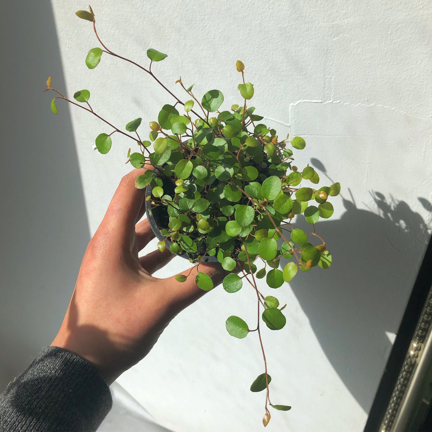 3.5"/8” Wire Vine