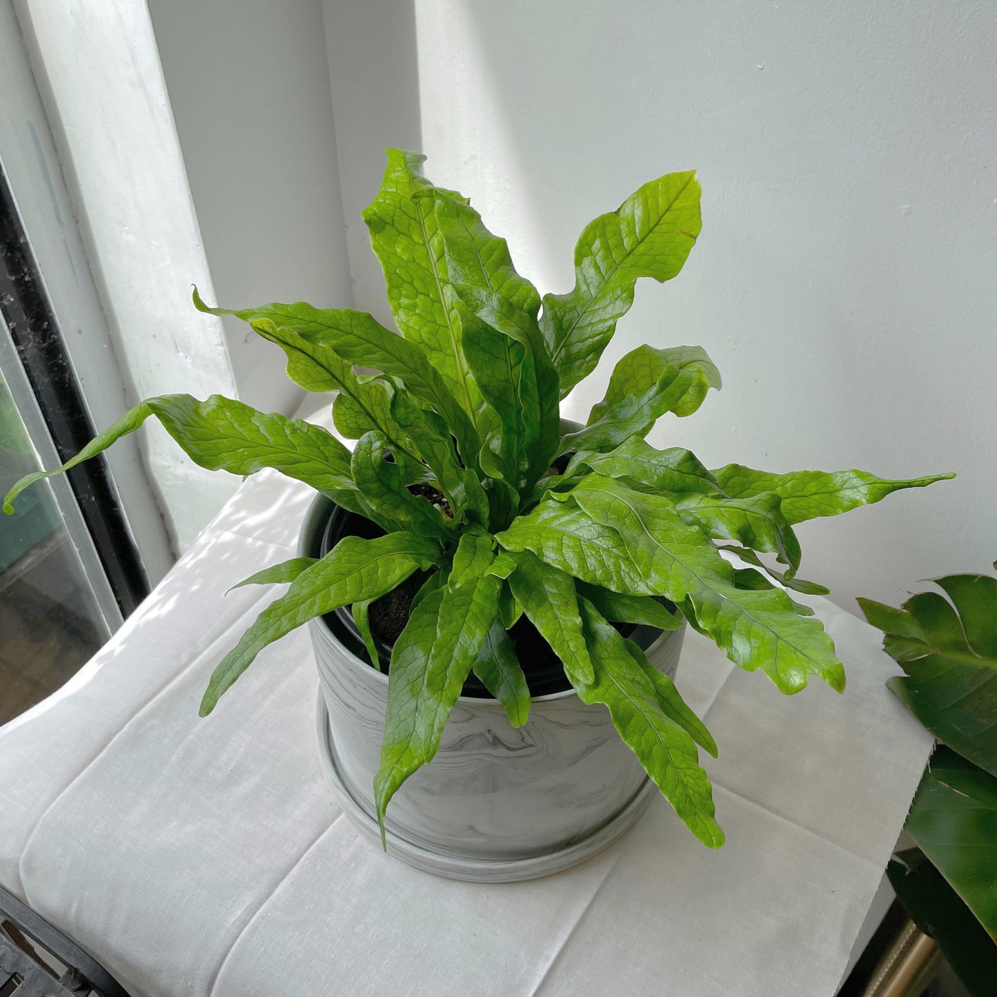 6" Crocodile Fern