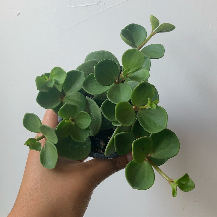 3.5" Peperomia 'Hope'
