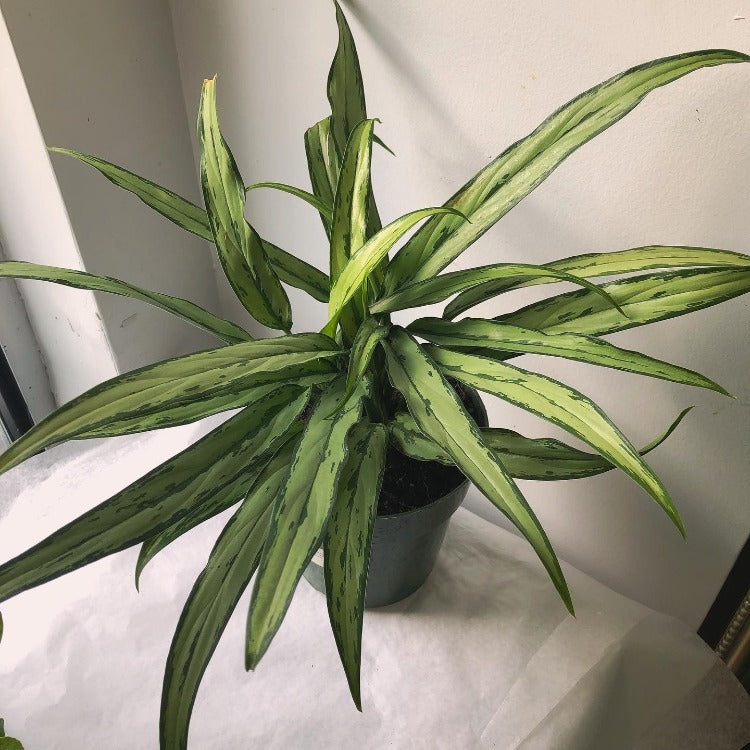 6" Aglaonema 'Cutlass' - Chinese evergreen
