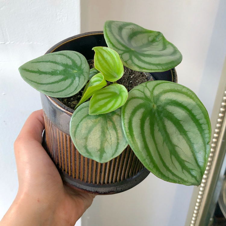 3.5”/4” Watermelon Peperomia