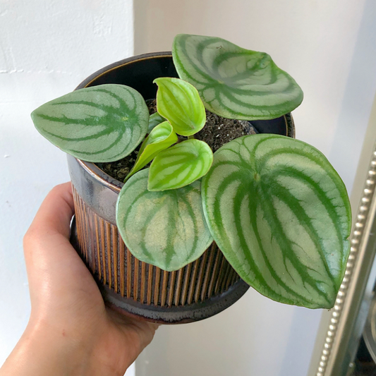 3.5” Watermelon Peperomia