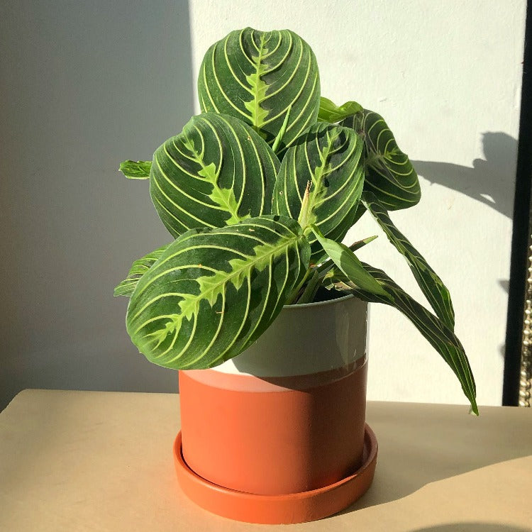 4.5"/6.5” Hadley Pot with drainage + saucer