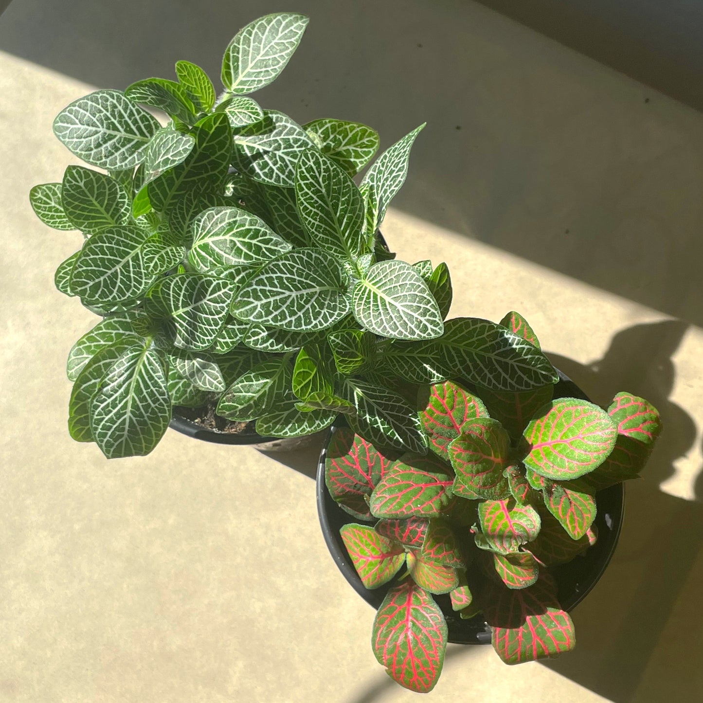 3.5" Fittonia