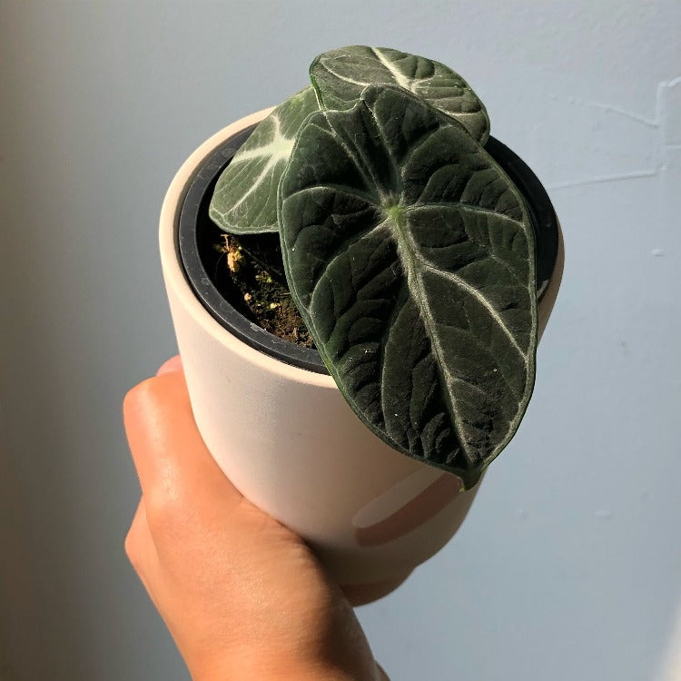 3.5" Alocasia 'Black Velvet'