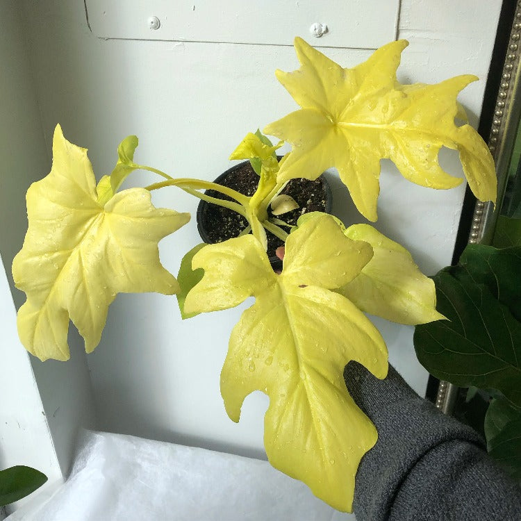philodendron golden selloum 6" Philodendron Bipinnatifidum 'Gold' – In Bloom Flower Shop