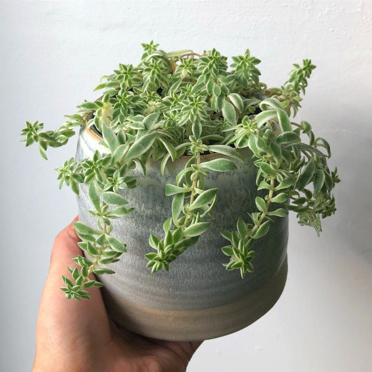 3.5" Variegated Sedum
