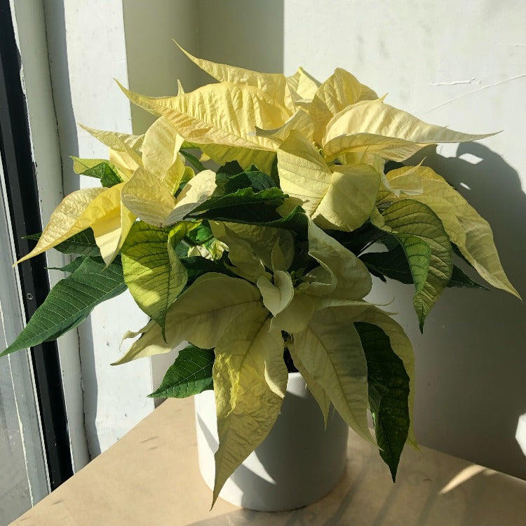 4"/6" Poinsettia