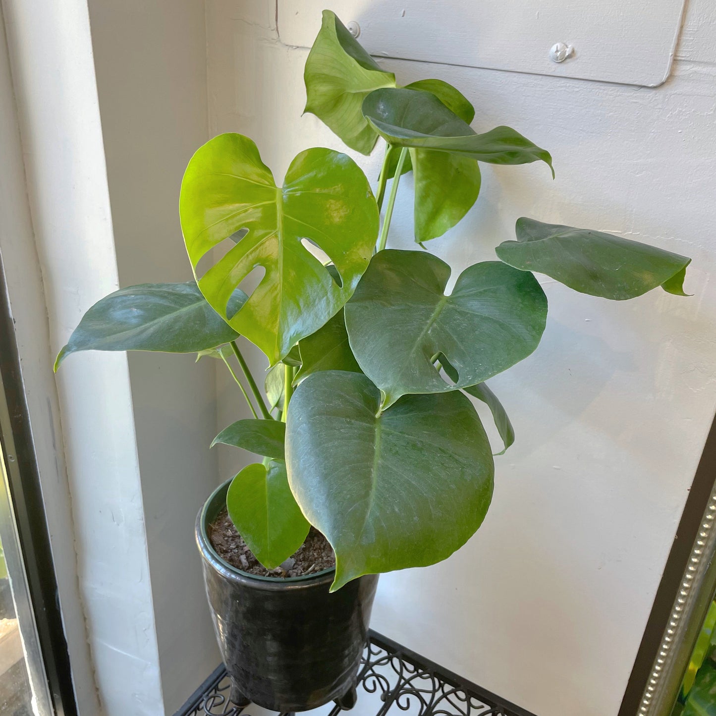 6" Monstera Deliciosa