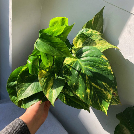 3.5"/6" Golden Pothos